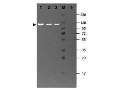 Western Blot: beta Galactosidase Antibody [FITC] [NB120-6641] - Shows a band at 117 kDa (lanes 1 - 3) corresponding to 60 ng, 30 ng and 15 ng, respectively of b-Gal present in partially purified preparations (arrowhead). Lane 4 shows no cross reactivity with proteins present in a non-specific control E.coli lysate. Proteins were resolved on a 4-20% Tris-Glycine gel by SDS-PAGE and transferred to nitrocellulose and blocking using Blocking Buffer for Fluorescent Western Blotting. The membrane was probed with fluorescein conjugated anti-b-Galactosidase diluted to 1:10,000. Reaction occurred for 2 hours at room temperature.